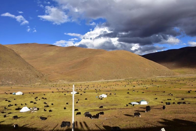 新龍牦牛養殖場。成都交投集團供圖 