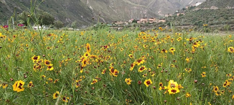 新龍縣博美鄉種植的藏雪菊。成都交投集團供圖