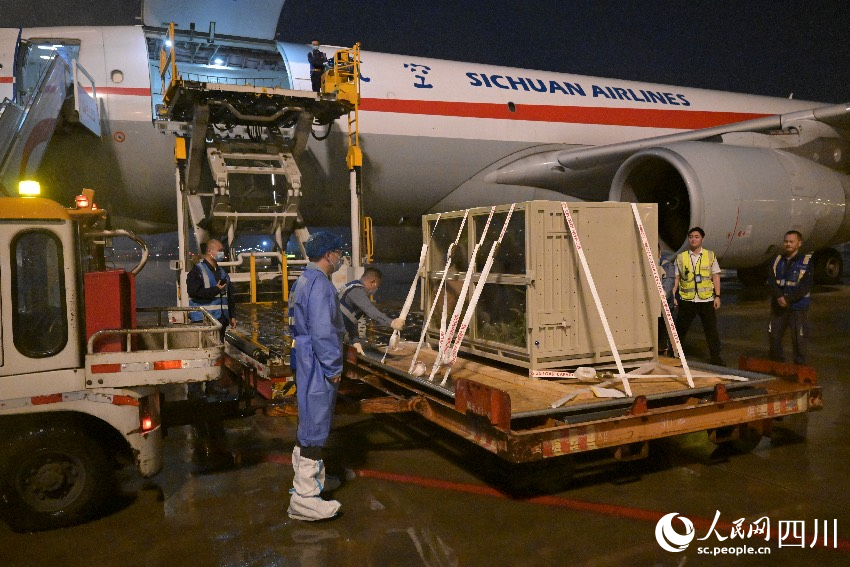 熊貓中心派出專家檢查大熊貓“福寶”的狀況。李傳有攝