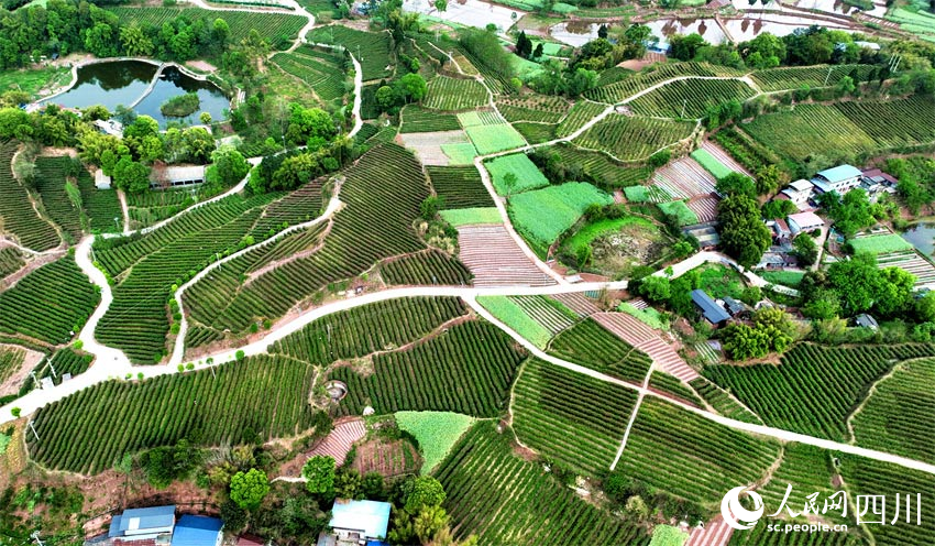 無邊碧野可休閑。人民網記者 劉海天攝