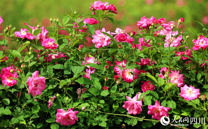 枝枝葉葉緊相連。人民網記者 劉海天攝