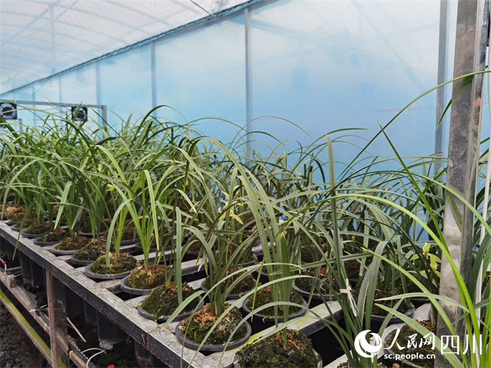 天臺山鎮沙壩社區蘭花產業基地。人民網記者 朱虹攝