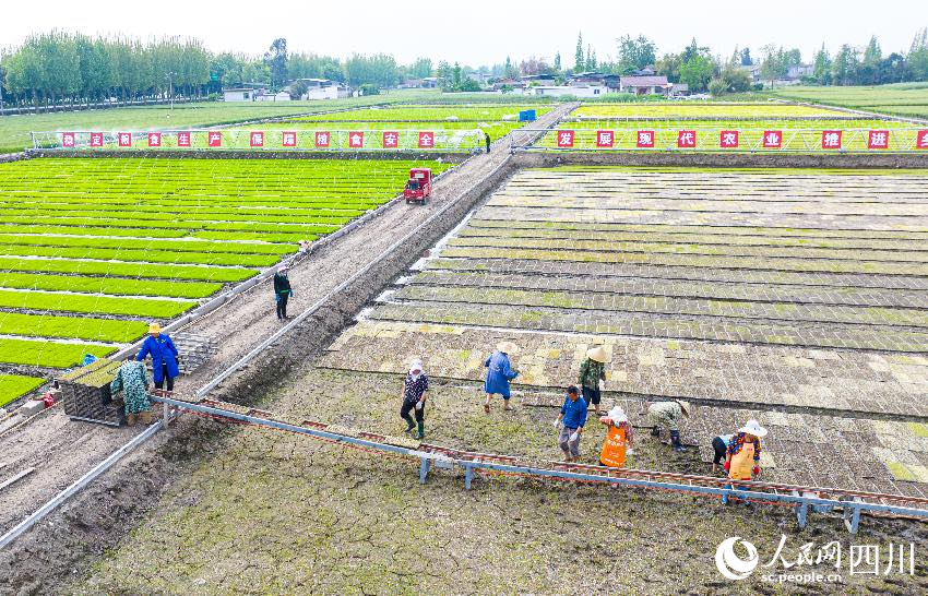 都江堰灌區春種景象。人民網記者 朱虹攝