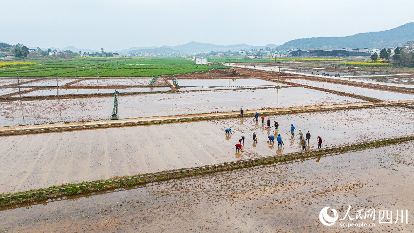 都江堰灌區春種景象。人民網記者 朱虹攝