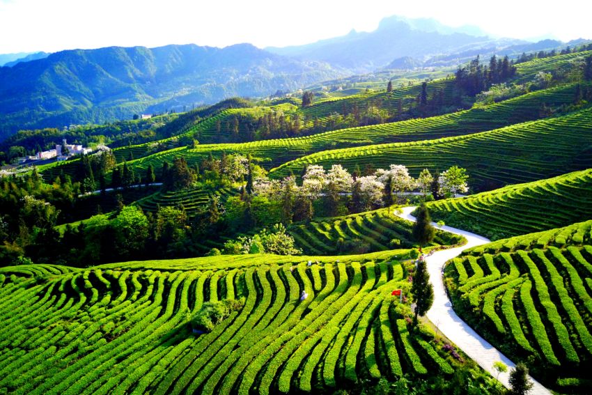 茶山風光美如畫。宜賓市委宣傳部供圖