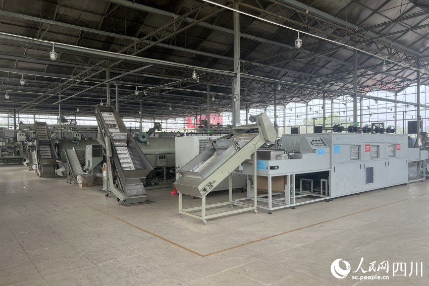 川茶集團茶葉生產車間。人民網 趙祖樂攝