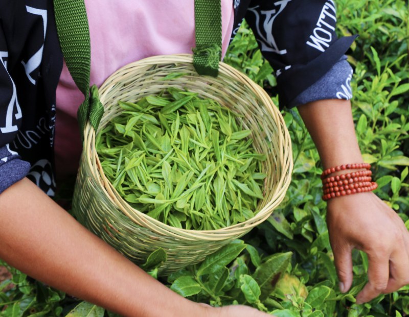 采茶體驗。喜德縣委組織部供圖