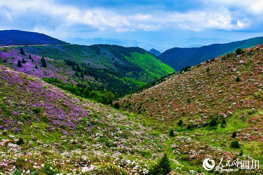 涼山金陽縣波洛10萬畝索瑪花次第開放，美不勝收。賈巴爾且攝