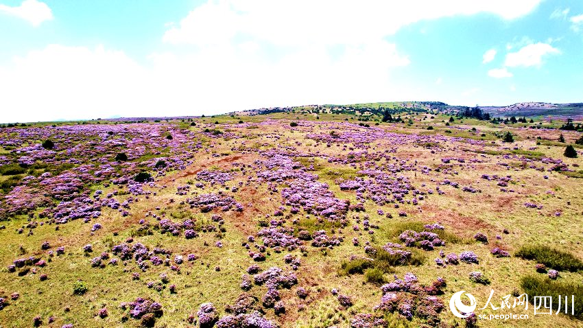 涼山金陽縣波洛10萬畝索瑪花次第開放，美不勝收。賈巴爾且攝