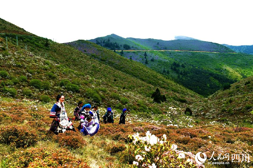 索瑪花開，群眾前來打卡拍照。賈巴爾且攝