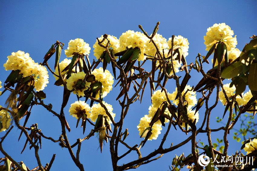 索瑪花在枝頭綻放。賈巴爾且攝