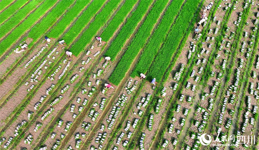 嘉禾千萬件，搬運到前沿。潘建勇攝