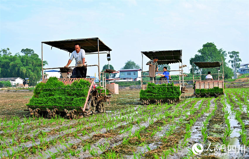農業根基好，文明薪火延。人民網記者 劉海天攝