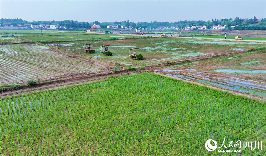 綠地如軍陣，希望在村前。潘建勇攝