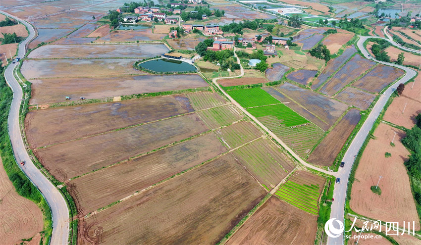 種得糧豐產，幸福又一年。潘建勇攝