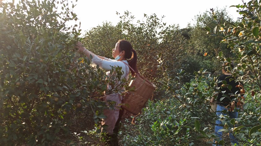 農戶采摘經濟林作物。四川省林業和草原局供圖