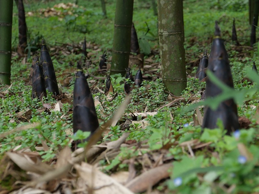 四川有全國1/5的竹林。四川省林業和草原局供圖