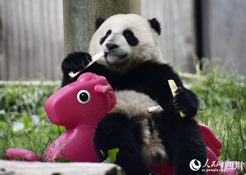 “媽媽沒看見，我就邊玩邊吃！”——大熊貓“蘇琳”的幼崽。人民網記者 王波攝