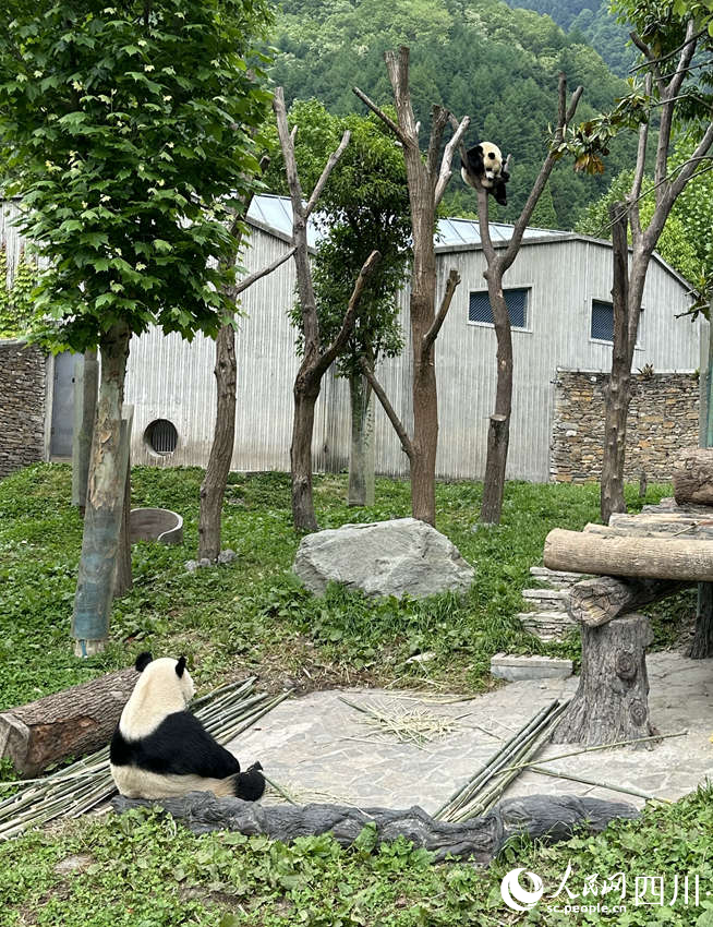 “你自己耍！”——大熊貓“鑫鑫”帶娃主打一個隨意。人民網記者 王波攝