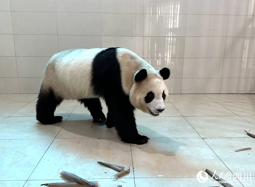 我們“福寶”也屬于“寶寶”。人民日報記者 宋豪新攝