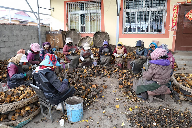 村民精選經濟作物。尼瑪澤仁供圖