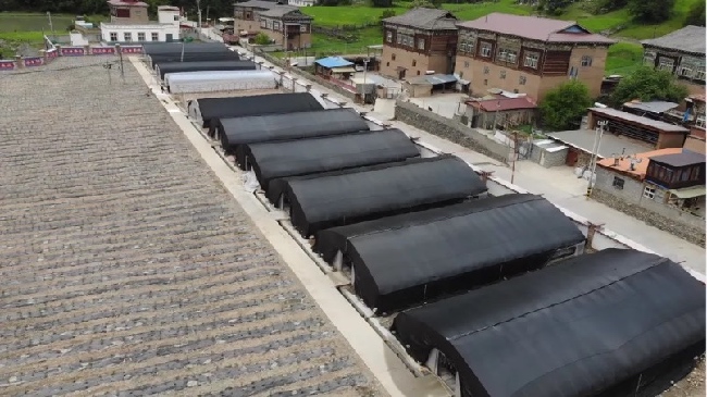 阿色村黑木耳基地。友珍攝