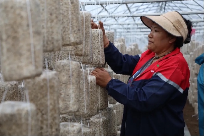 村民們正忙著為木耳掛袋。友珍攝