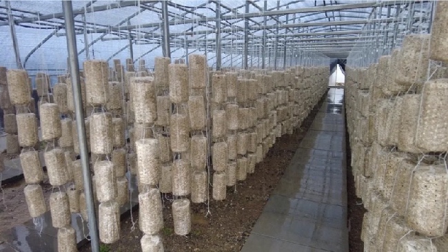 完成掛袋的木耳菌棒。友珍攝