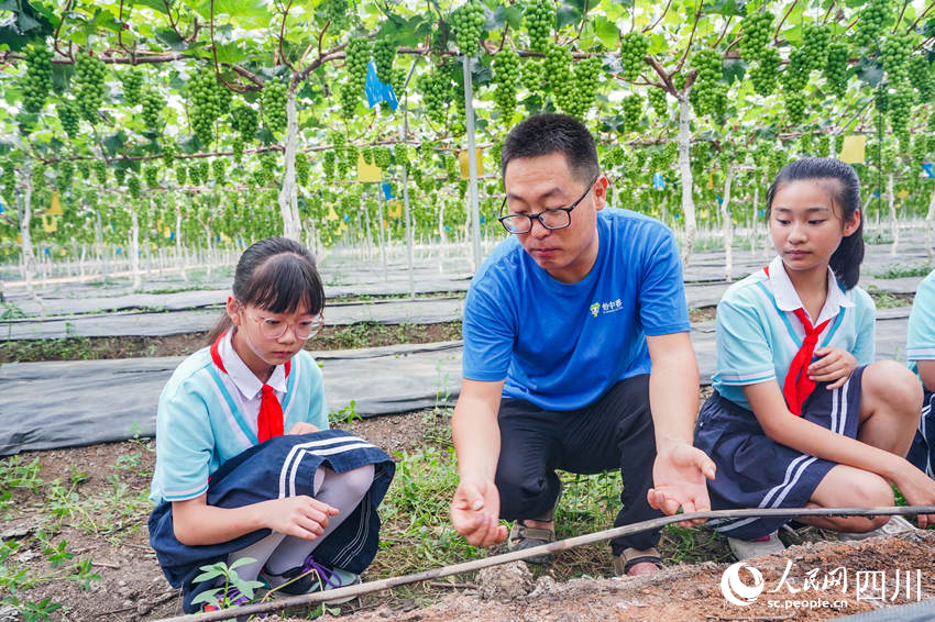 6月13日，眉山市彭山區實驗小學學生前往當地的葡萄種植基地開展勞動教育社會實踐活動，學生們在了解數字化葡萄種植技術。翁光建攝