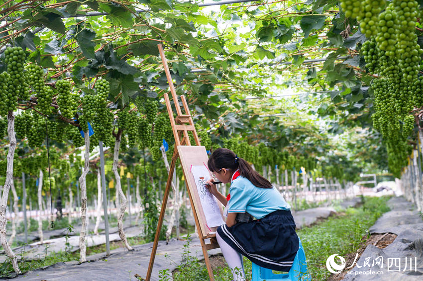 6月13日，眉山市彭山區實驗小學學生前往當地的葡萄種植基地開展勞動教育社會實踐活動，學生們在大棚下描繪葡萄豐收景象。翁光建攝