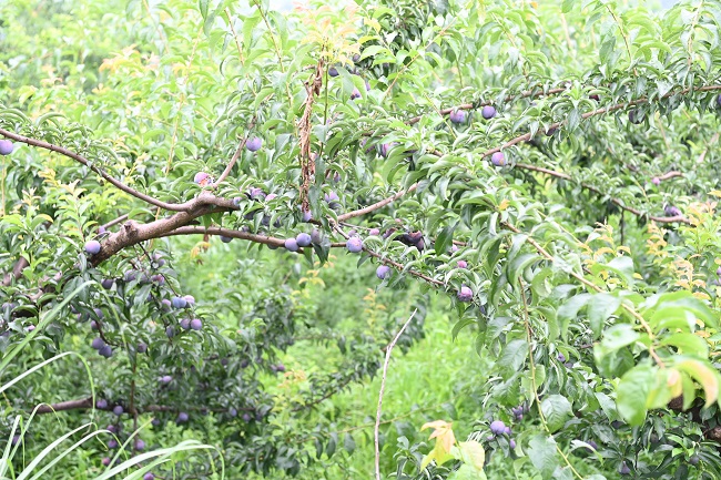 掛滿枝頭的李子。蔣兵供圖