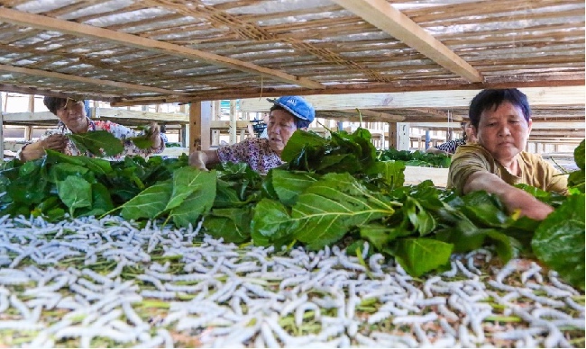 蠶農投喂桑葉。夏俊林供圖
