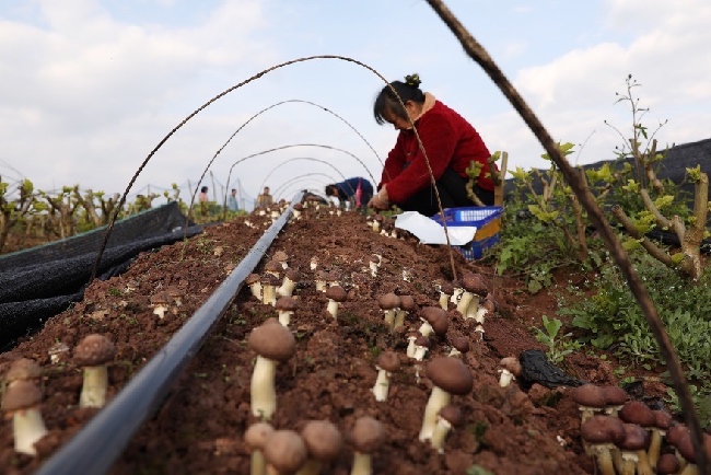 桑園間種大球蓋菇。夏俊林供圖