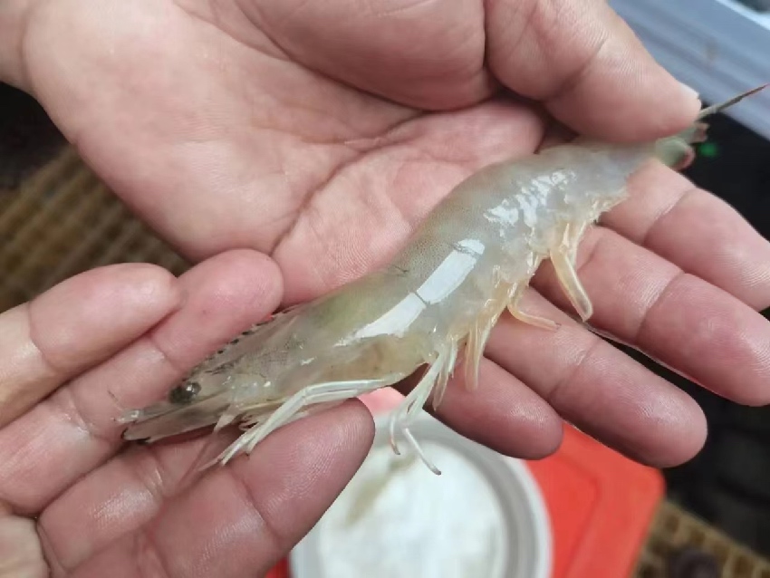 康定市魚通鎮趕羊村培育成功的蝦。受訪者供圖