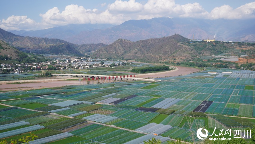 米易縣撒蓮鎮安全村省級五星級現代農業園區。人民網 趙祖樂攝