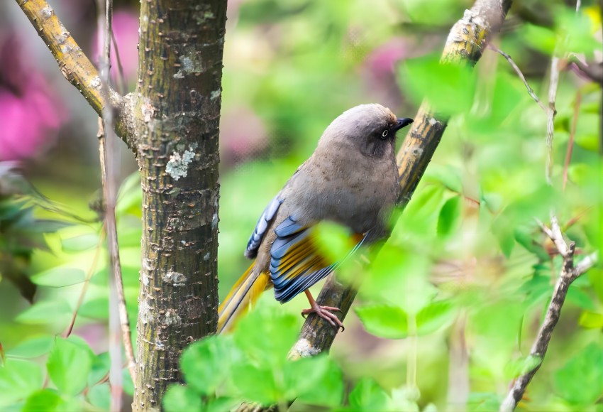 橙翅噪鹛。付海旭供圖