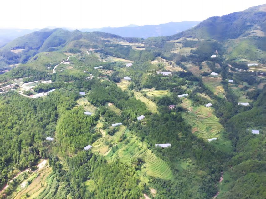 萬源舊院黑雞林下養殖園區。達州市林業局供圖
