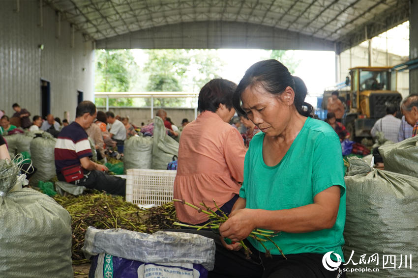 數百村民制作苓種。人民網 趙祖樂攝
