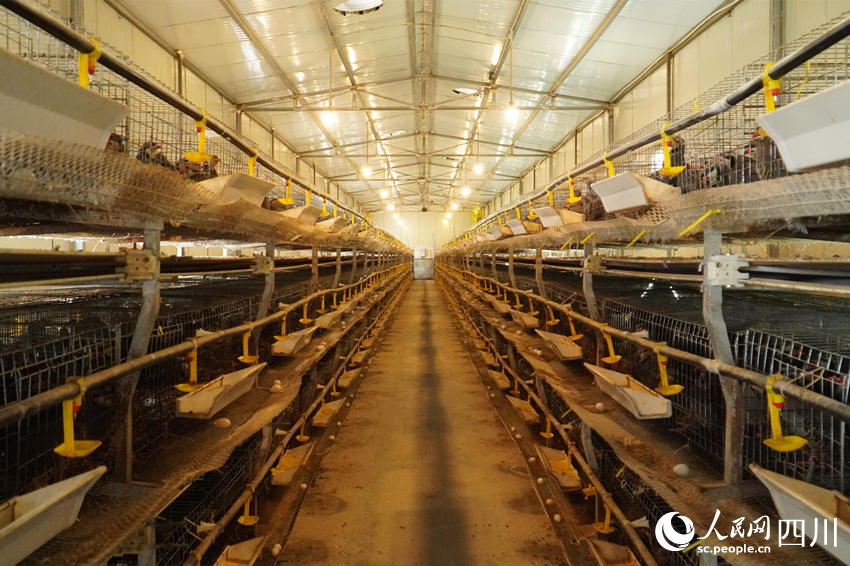 吳克單飼養的鷓鴣。人民網 趙祖樂攝