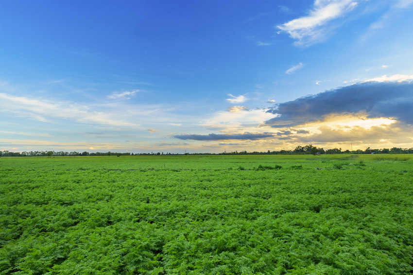 川芎種植基地。受訪者供圖