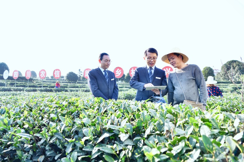 四川農商聯合銀行工作人員深入雅安茶園開展“走千訪萬”。四川農商聯合銀行供圖