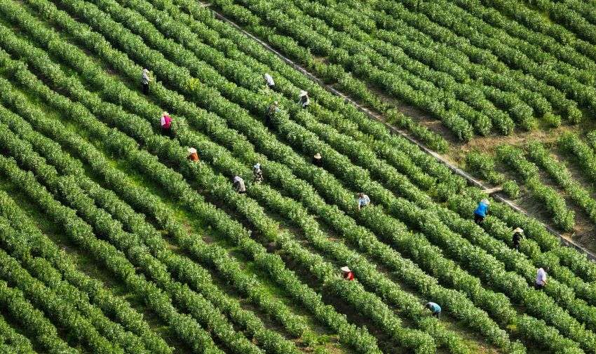“村村協同”打破鎮村邊界抱團發展。簡陽市農業農村局供圖