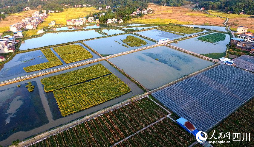 開江縣新街鄉“稻田+大閘蟹”生太養殖基地。何努攝
