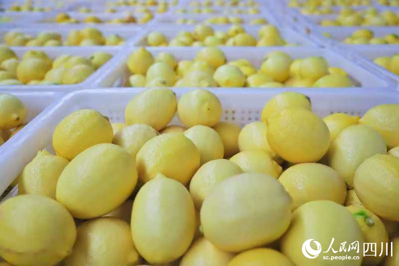 安岳檸檬。潘政吉攝