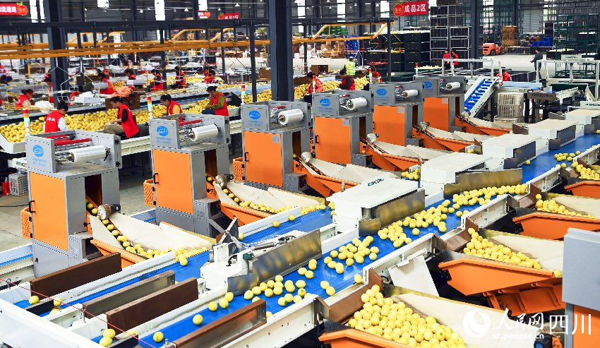 選果流水線。劉永紅攝