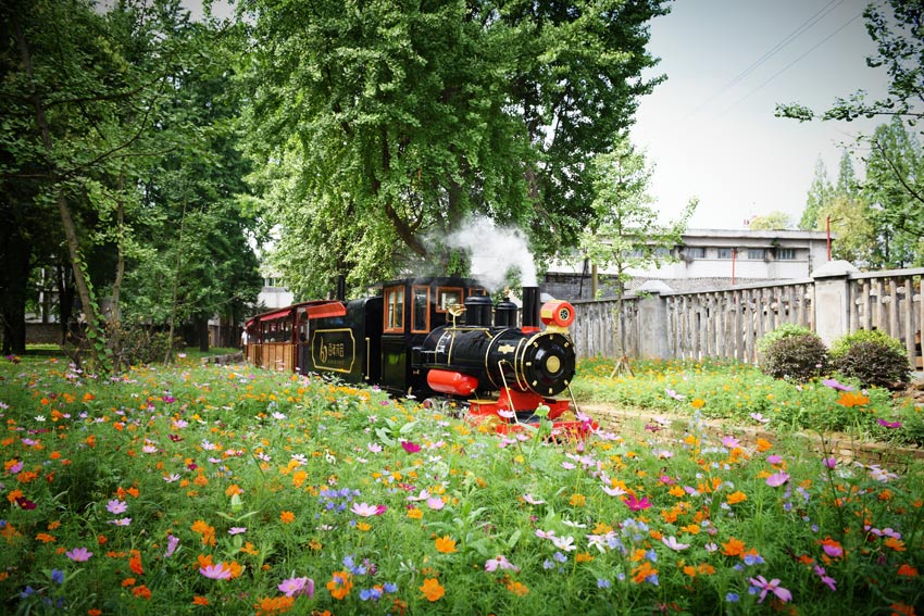 六合絲廠小火車穿越花海。高坪區委宣傳部供圖
