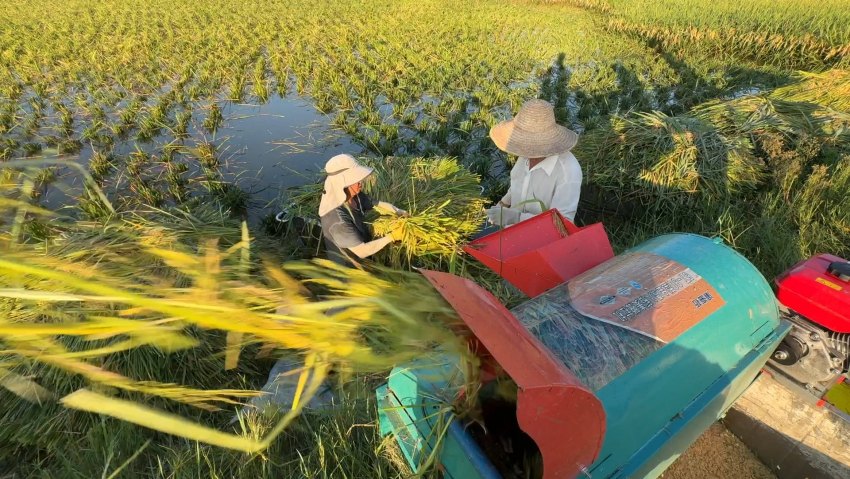稻谷脫粒。內江融媒供圖