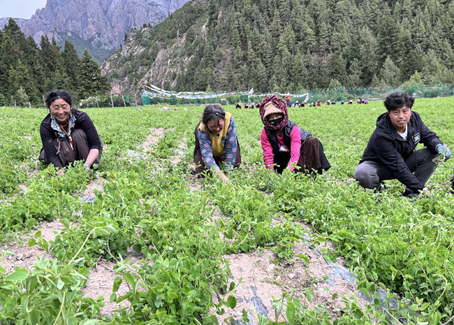 若爾蓋縣占哇鄉畢崗村村民栽種的豆類長勢喜人。受訪者供圖