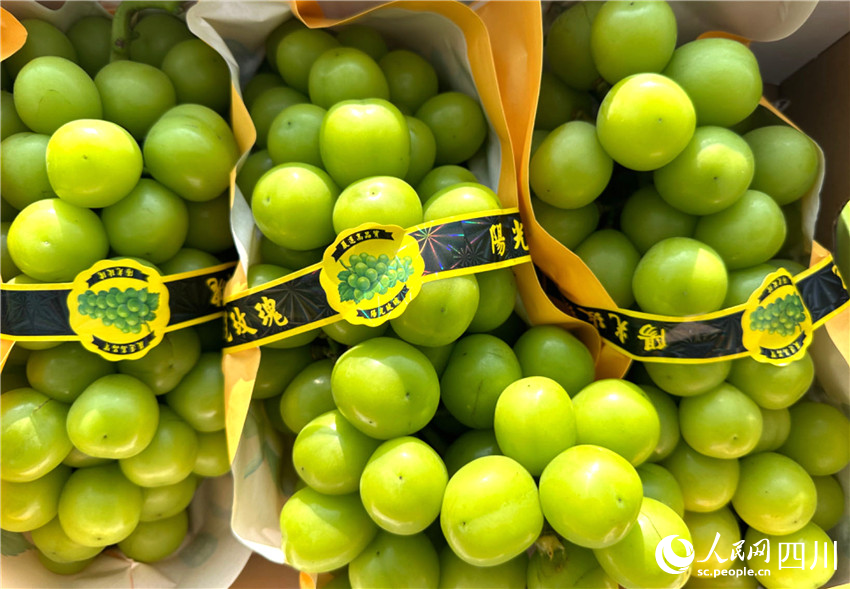 珠圓玉潤惹人醉。潘建勇攝