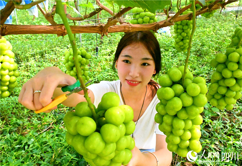 剪果剪出采摘樂。人民網記者 劉海天攝